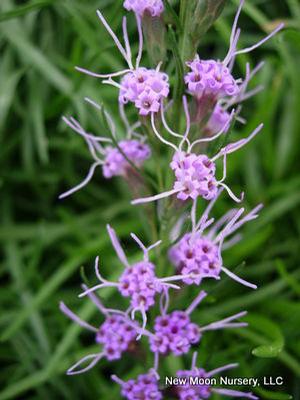 Appalachian blazing star is a drought tolerant perennial, good choice for the garden, restoration, meadow plantings. 