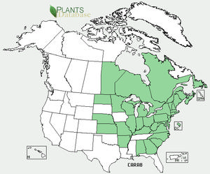 USDA, NRCS. 2014. The PLANTS Database (http://plants.usda.gov, 22 January 2014). National Plant Data Team, Greensboro, NC 27401-4901 USA.