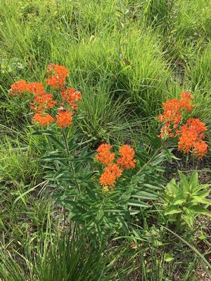 Asclepias tuberosa - Butterfly weed from New Moon Nurseries