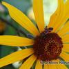Ox-eye sunflower