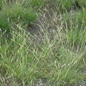 Poverty oat grass