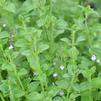 Calamint - 2021 Perennial Plant of the Year