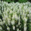 Salvia x sylvestris 'Snow Hill'
