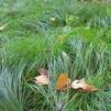 Carex leavenworthii