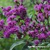 Iron Butterfly ironweed