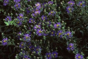Perennial for open meadows, along stream and pond edges, showy aster offers bright, showy blooms.