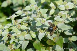 Butterflies and other pollinators love mountain mint. Provides soil stabilization as well.