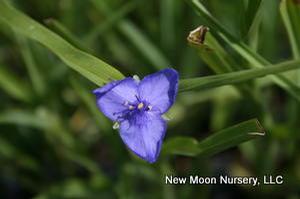 Ohio spiderwort makes a great addition to the border or naturalized garden.