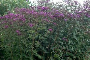 Upland perennial, this ironweed attracts many pollinators. 