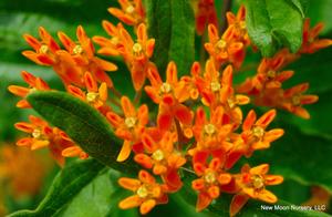 Butterfly weed provides nectar and food source for butterflies and butterfly larvae. Drought tolerant. 