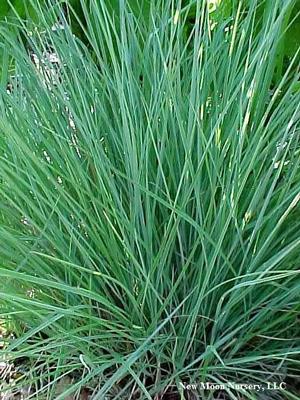 Little bluestem is a warm season grass, good choice for soil stabilization. Drought tolerant. 
