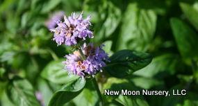 Perennial for pollinators, downy wood mint is most commonly found in open areas.
