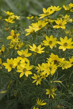 This naturalizing perennial is drought tolerant and a good choice for restoration or conservation projects. 