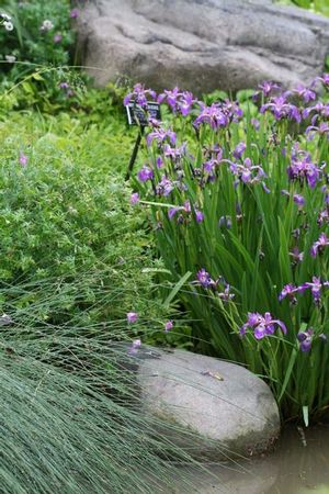 An aquatic emergent, blue flag makes a nice addition to a water garden; excellent for stormwater management and wetland areas. 