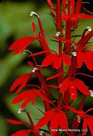 Cardinal flower is found in wet areas, such as springs, swamps, and along springs. 