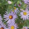 Aromatic aster
